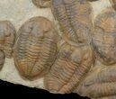 Plate Of Large Asaphid Trilobites - Spectacular Display #36751-2